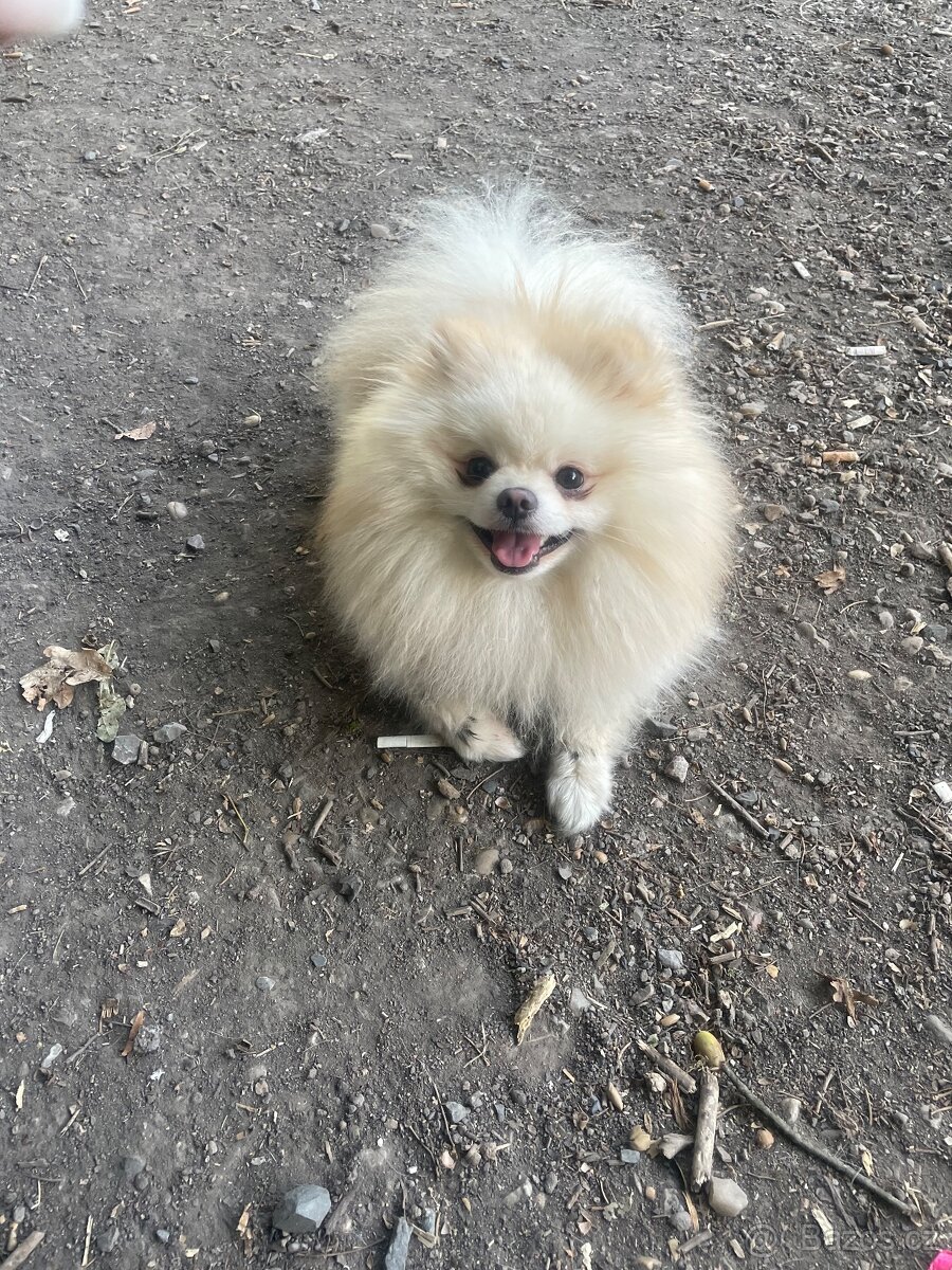 Čistokrevný Pomeranian - 6