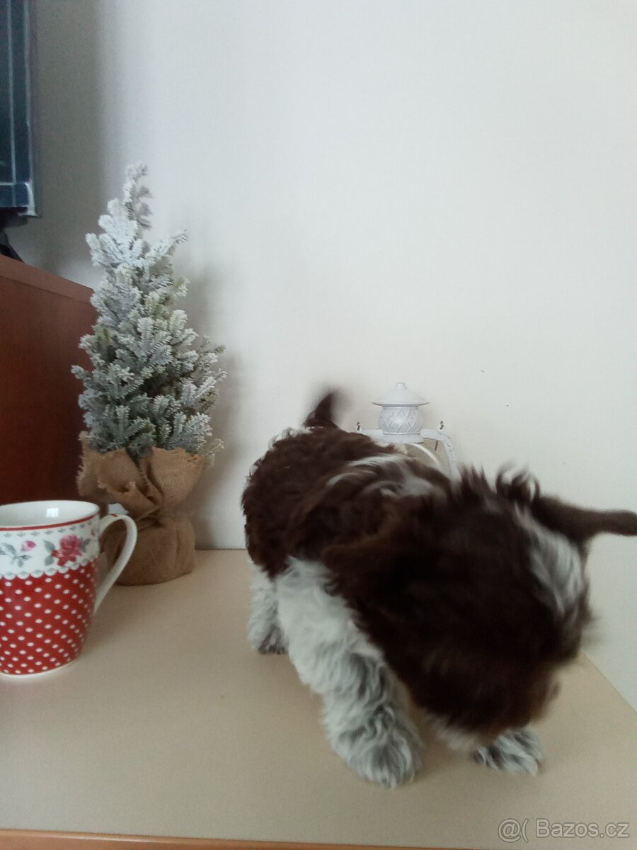 Jorkšírský teriér štěňata - 6