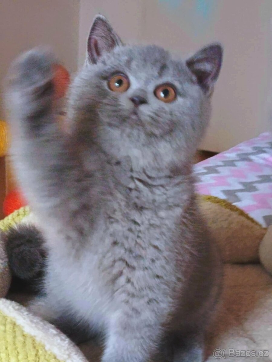 Britská modrá koťata s PP - 6