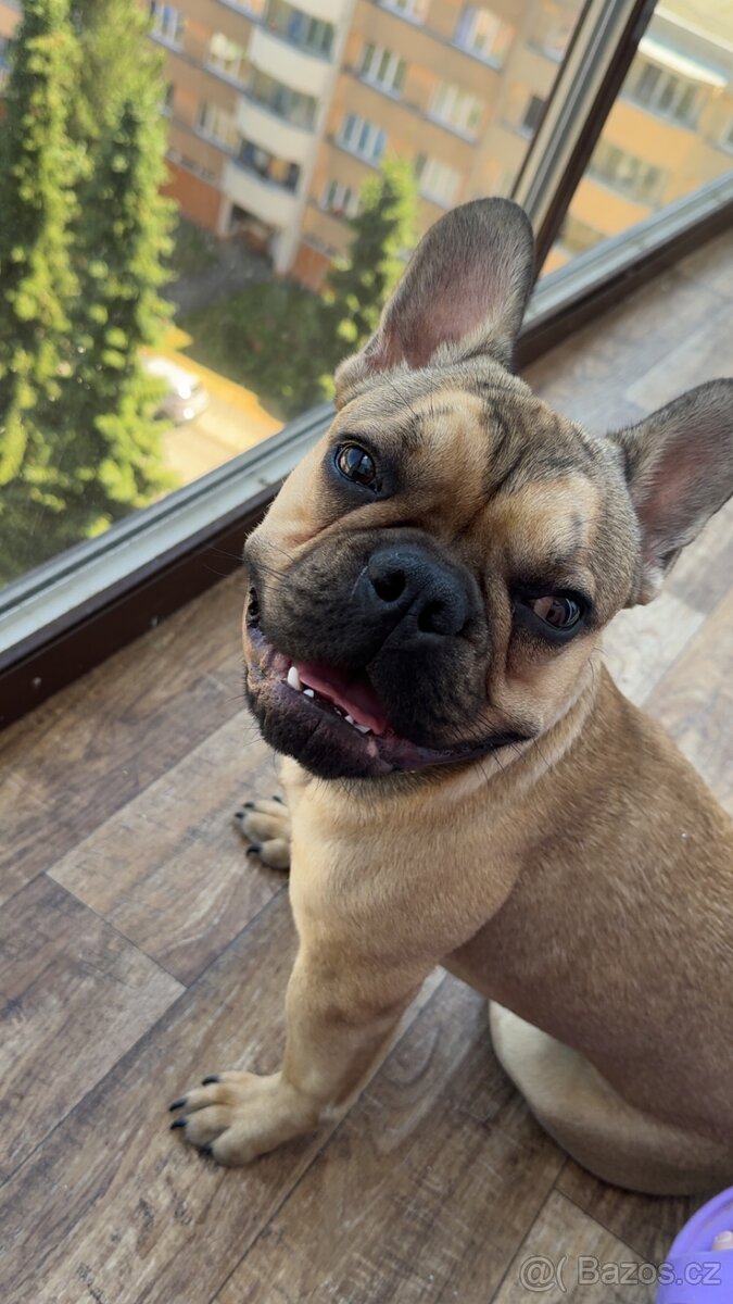 Francouzský buldoček - 6