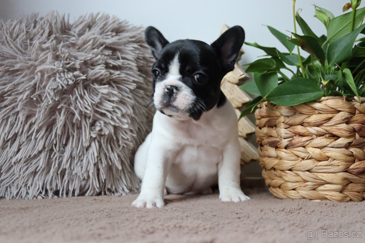 Francouzský buldoček s průkazem původu - 6