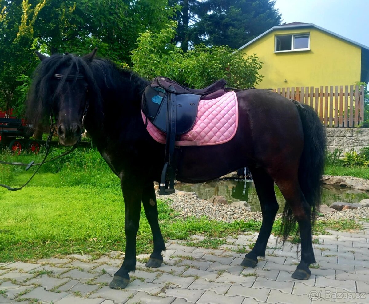 Černá pony kobylka - 6