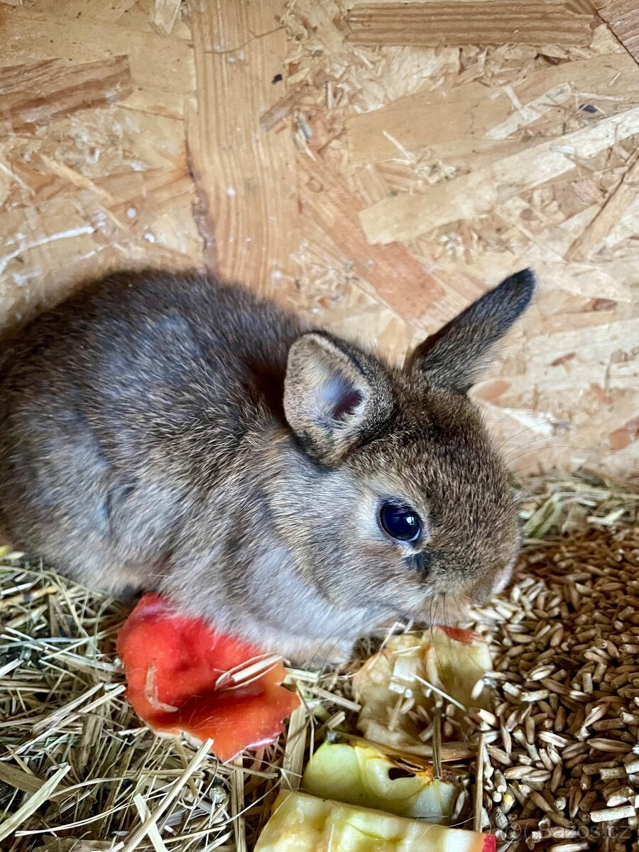 Zakrslý králík - 6