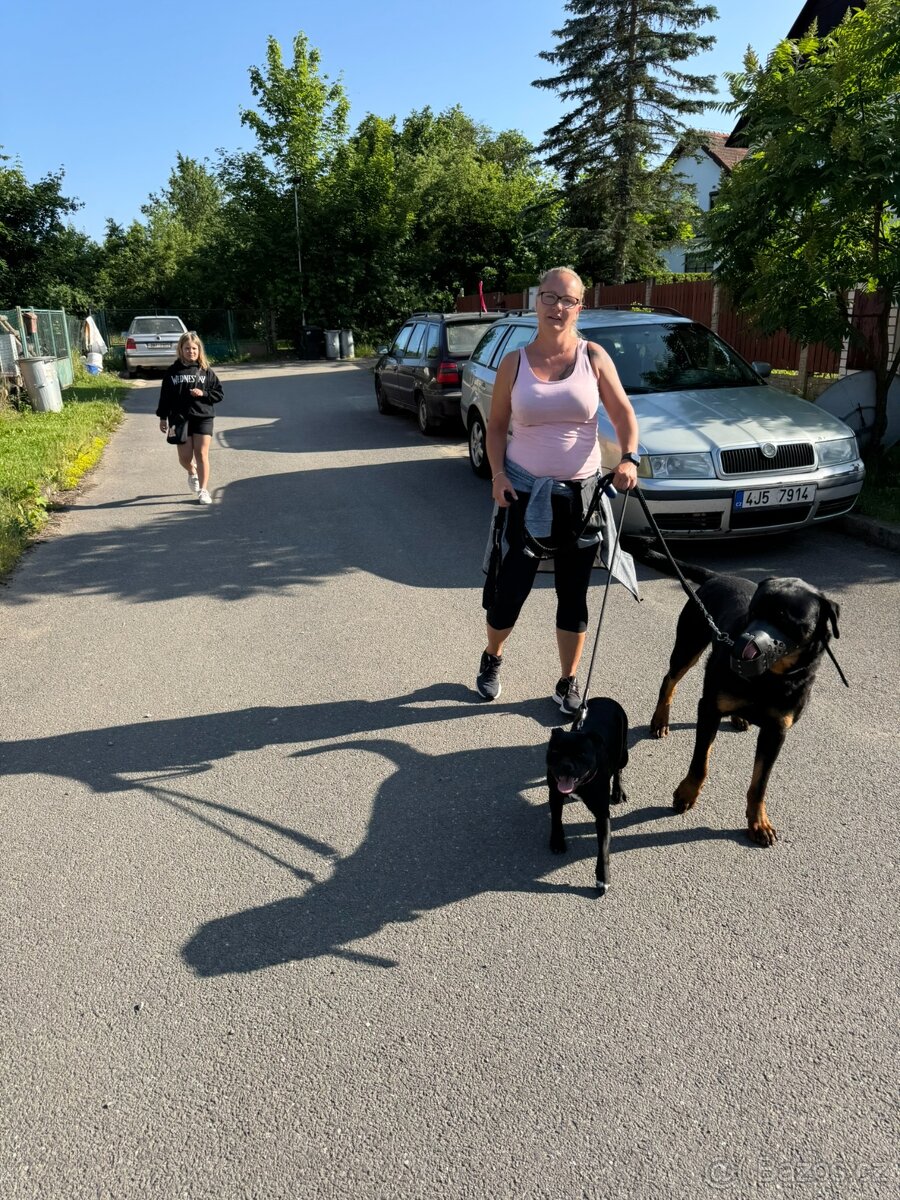 Školka pro psy, hlídání - 6