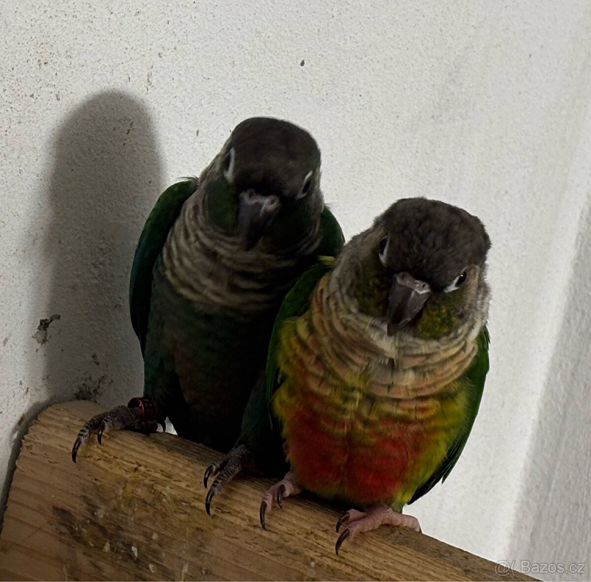 Pár pyrur zelenolicí tyrkys - 6