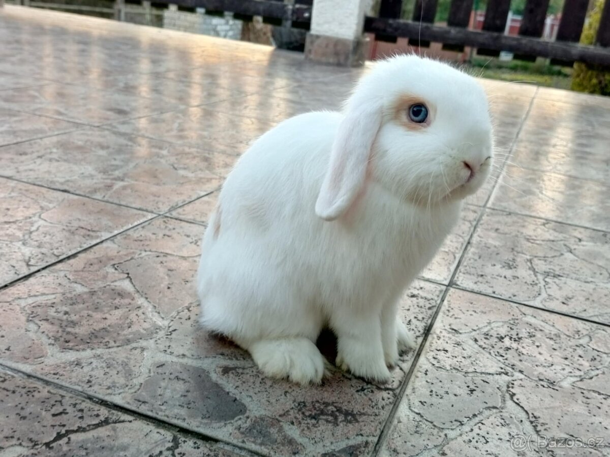 Volná samička - Anglický Zakrslý Beránek MiniLop🍑🧡🤍 - 6