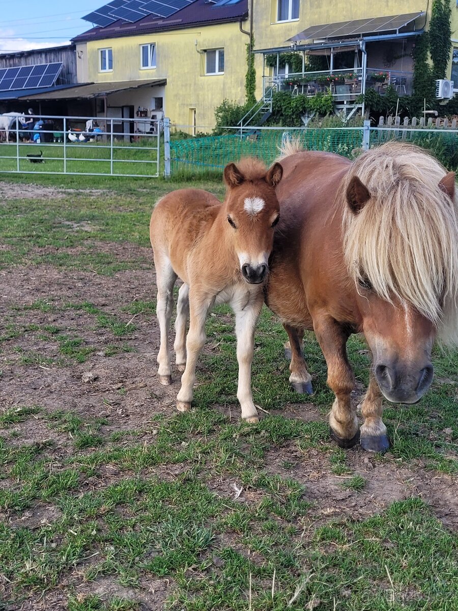 Shetland pony v mini typu- hřebečci - 6