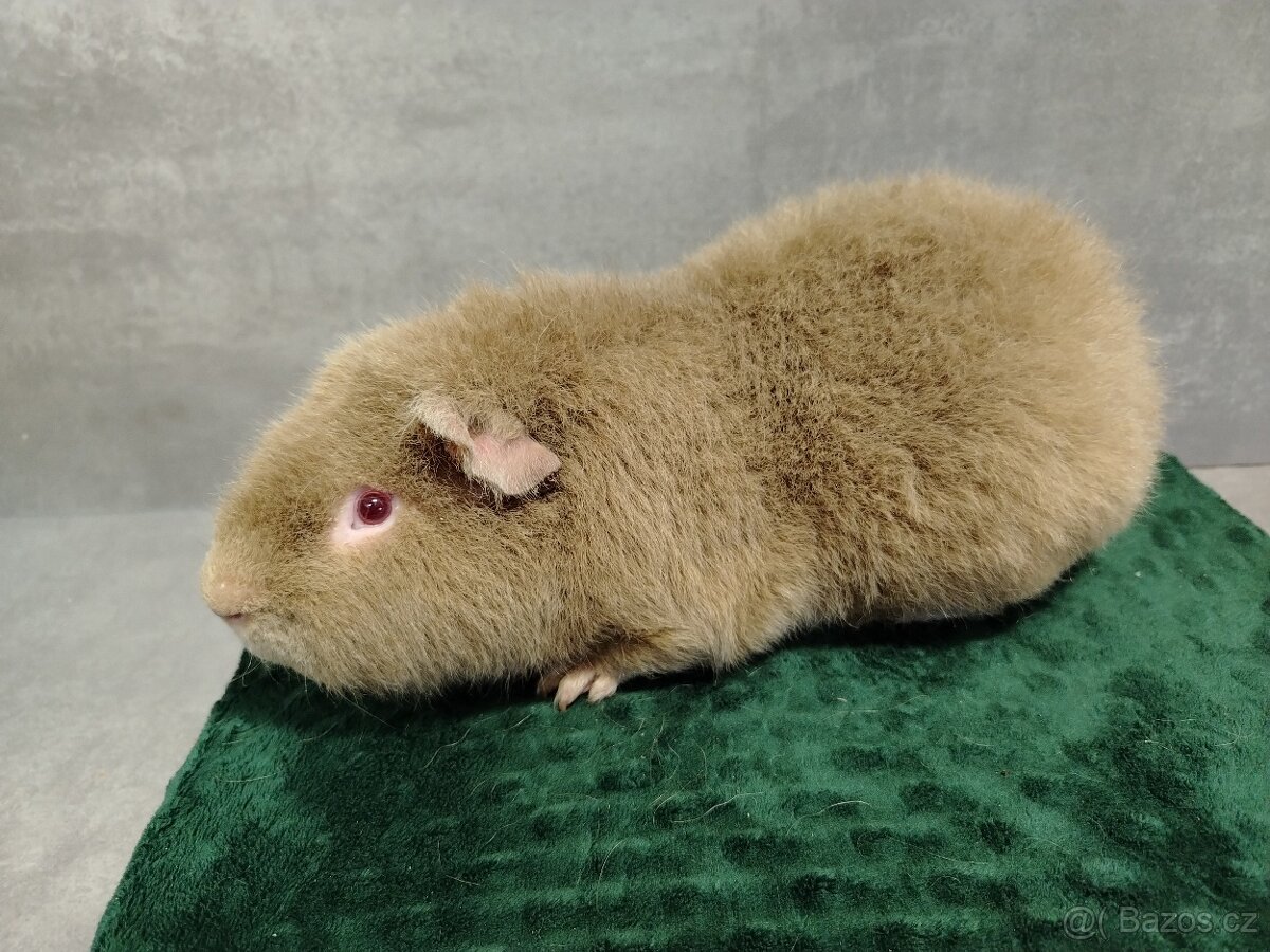 Morče - Baldwin, Cuy, Lunkarya-peruánec - 6