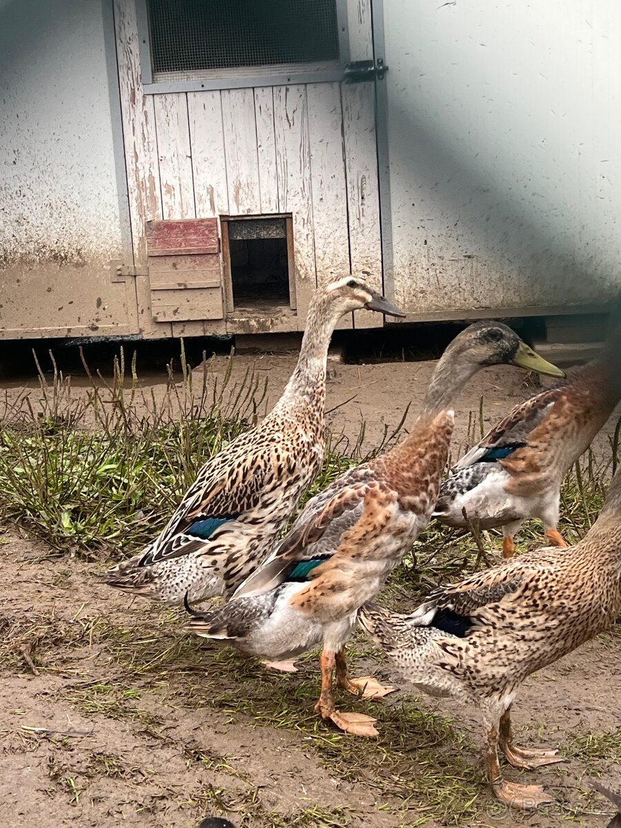 Indický běžec 🦆🦆 pár - 6