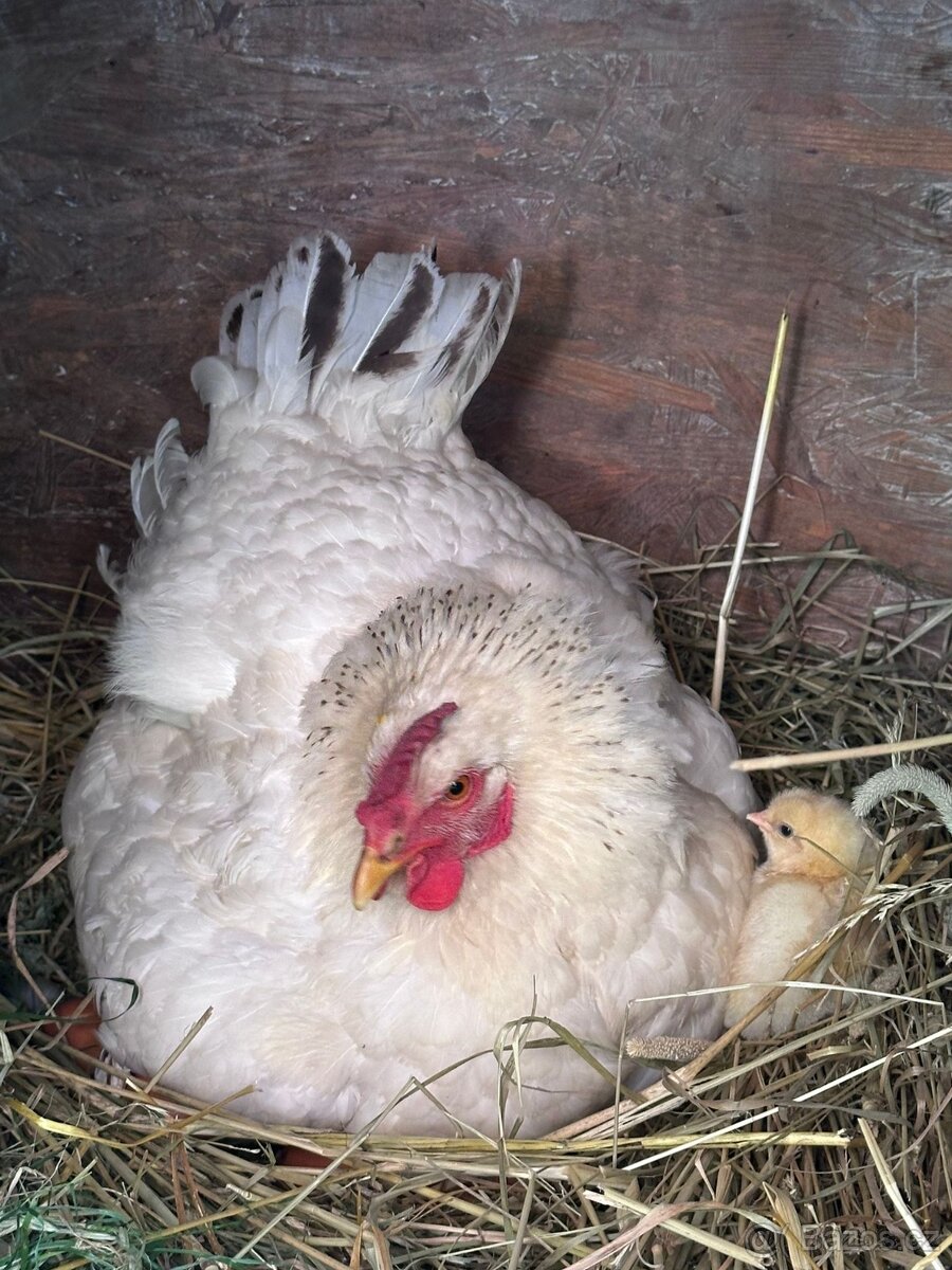 Prodej bio vajec - 6