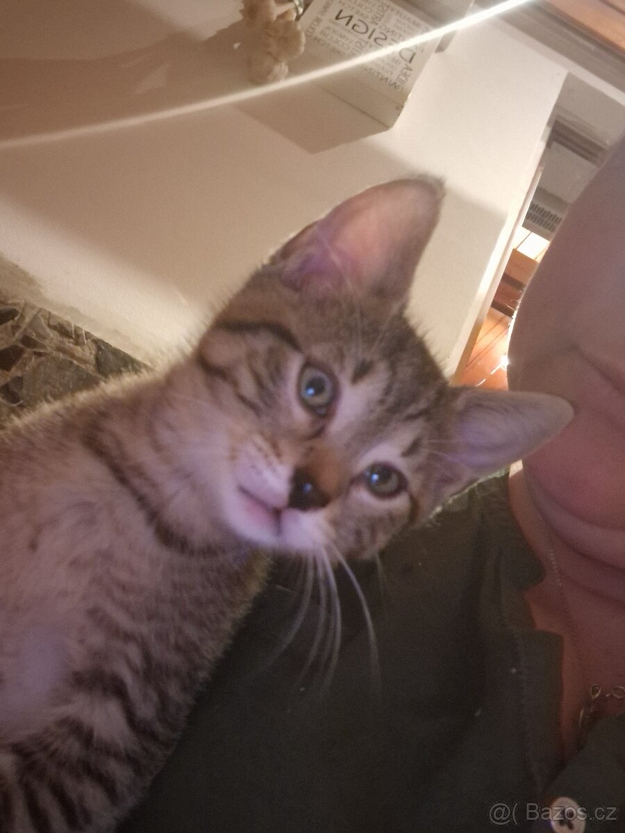 Daruji mourovateho kocourka - 6