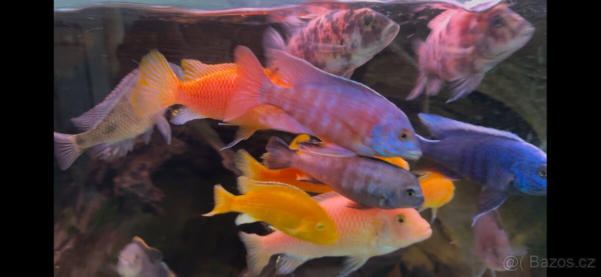 Africké cichlidy, axolotly - 6