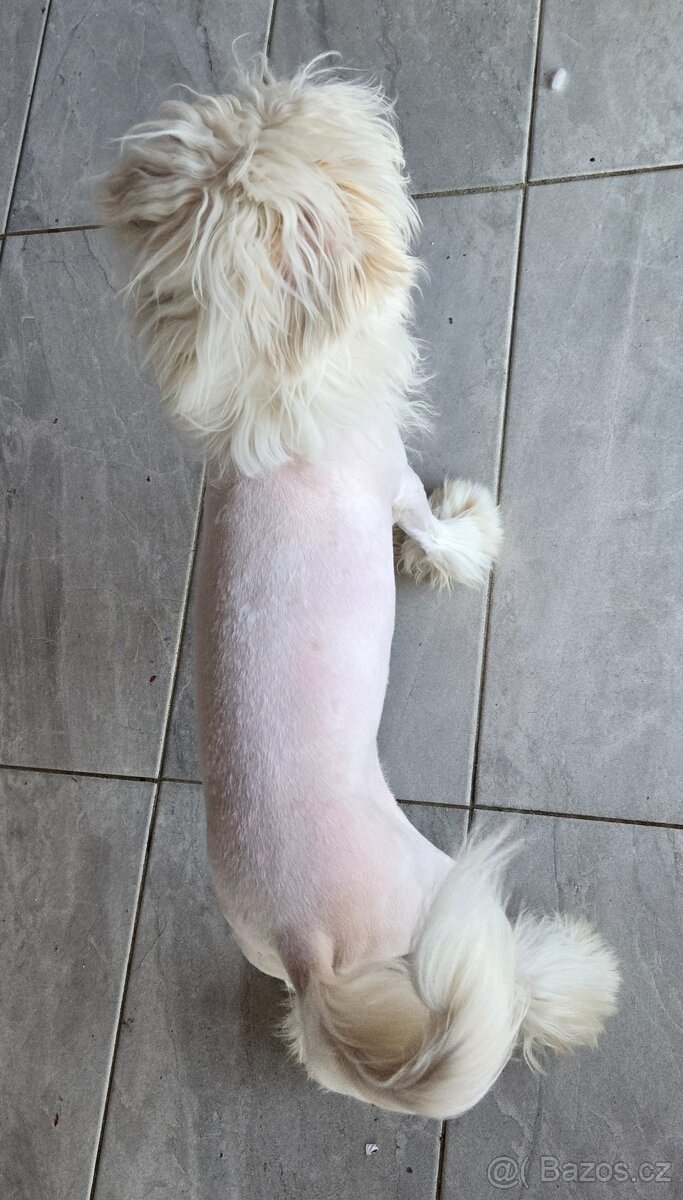 Čínsky chocholatý pes s PP Diego - 6