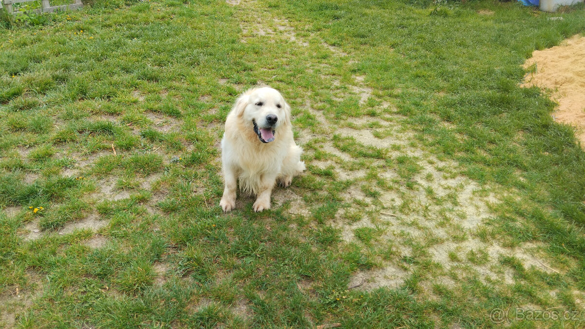 Zlatý retrívr - 6