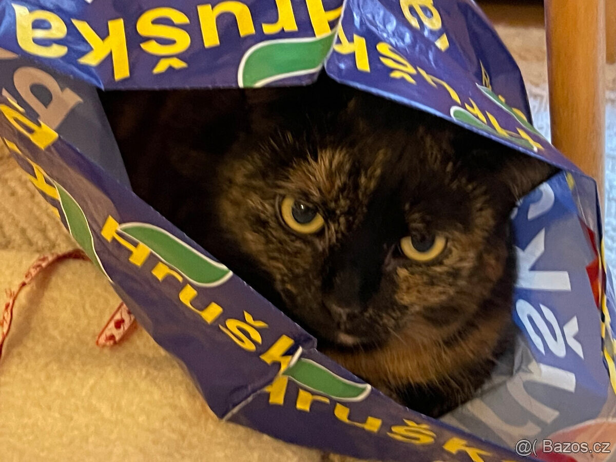 Daruji kočičku - 6