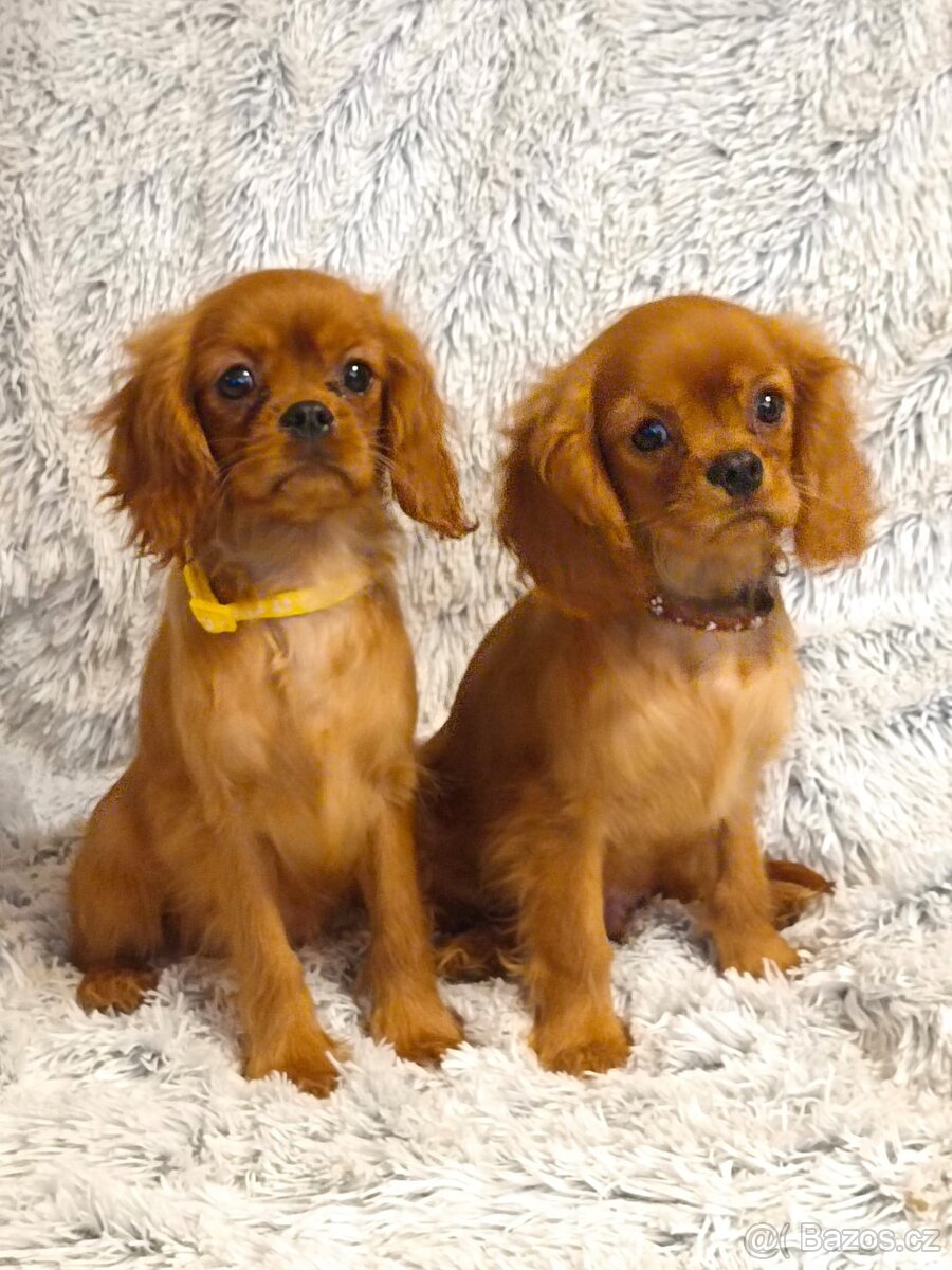 Kavalír King Charles Španěl - 6