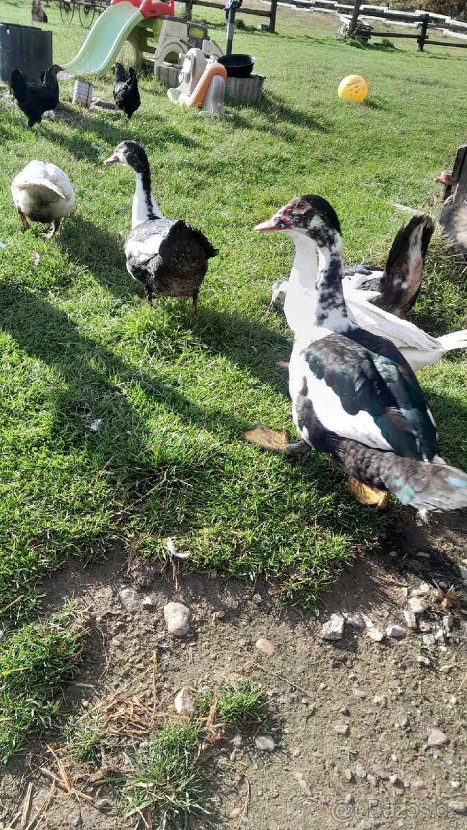 Prodám Pižmovky - 6