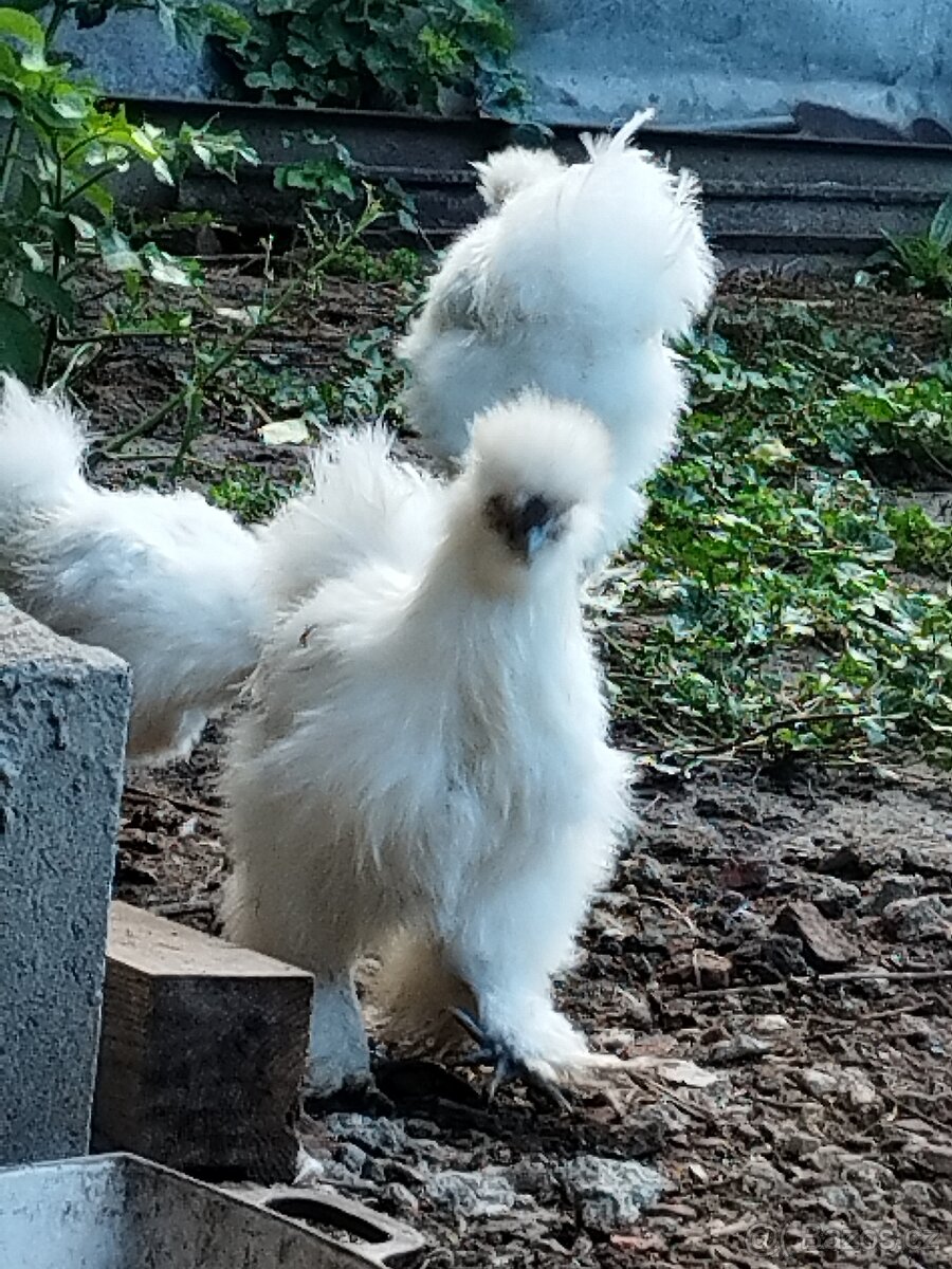 Kohout Hedvábnička vousatá - 6