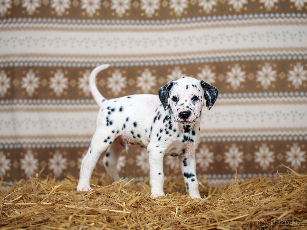 Prodej štěňátek - Dalmatin - 6