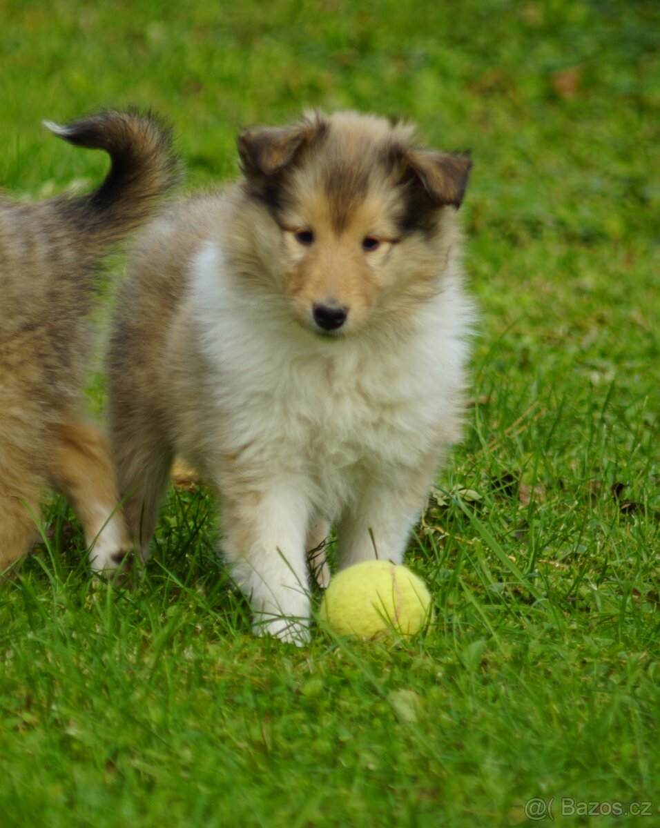 KOLIE DLOUHOSRSTA ZLATA fenka - 6