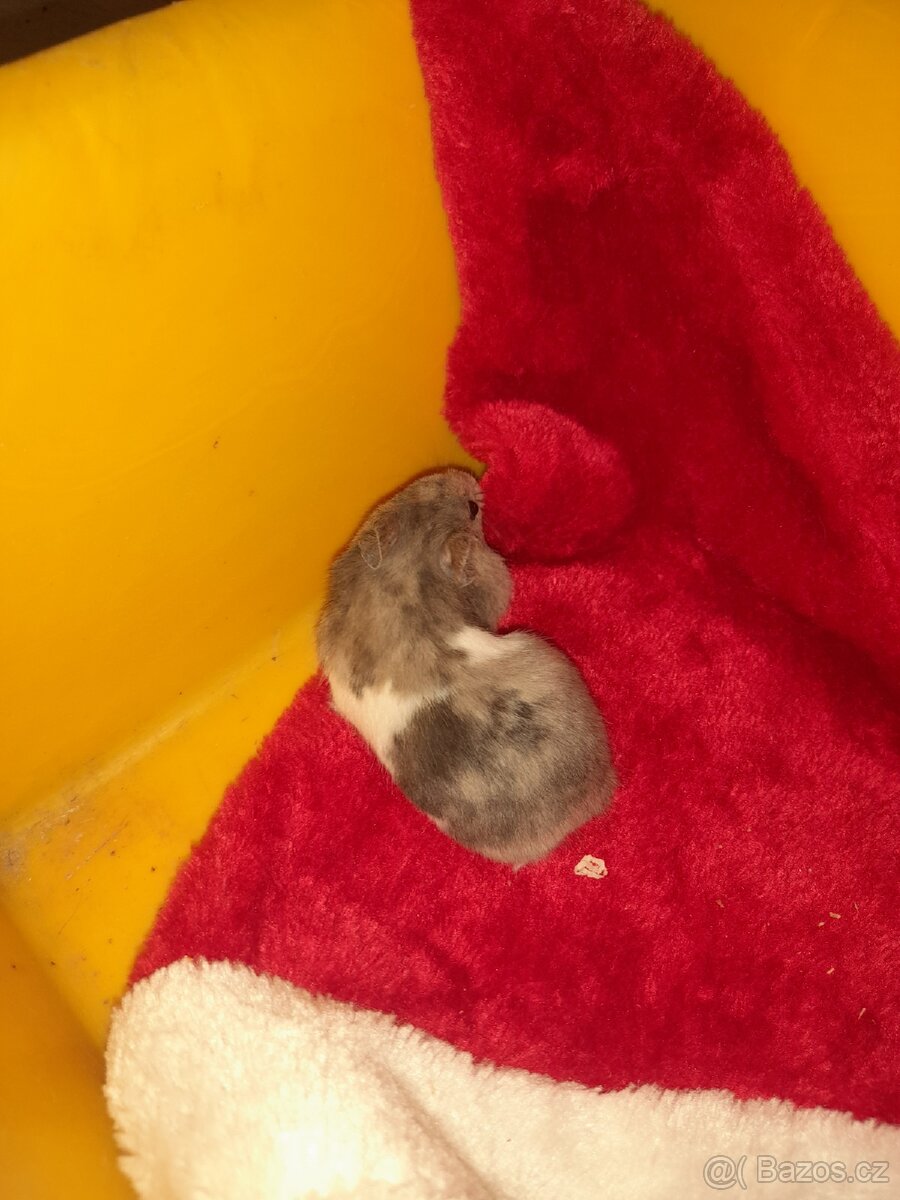 Křeček syrský - 6