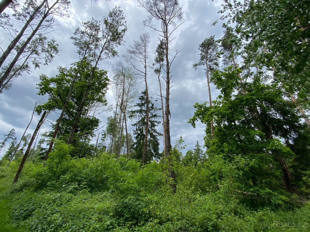 Lesní pozemek Lštění nad Zubřinou - 6