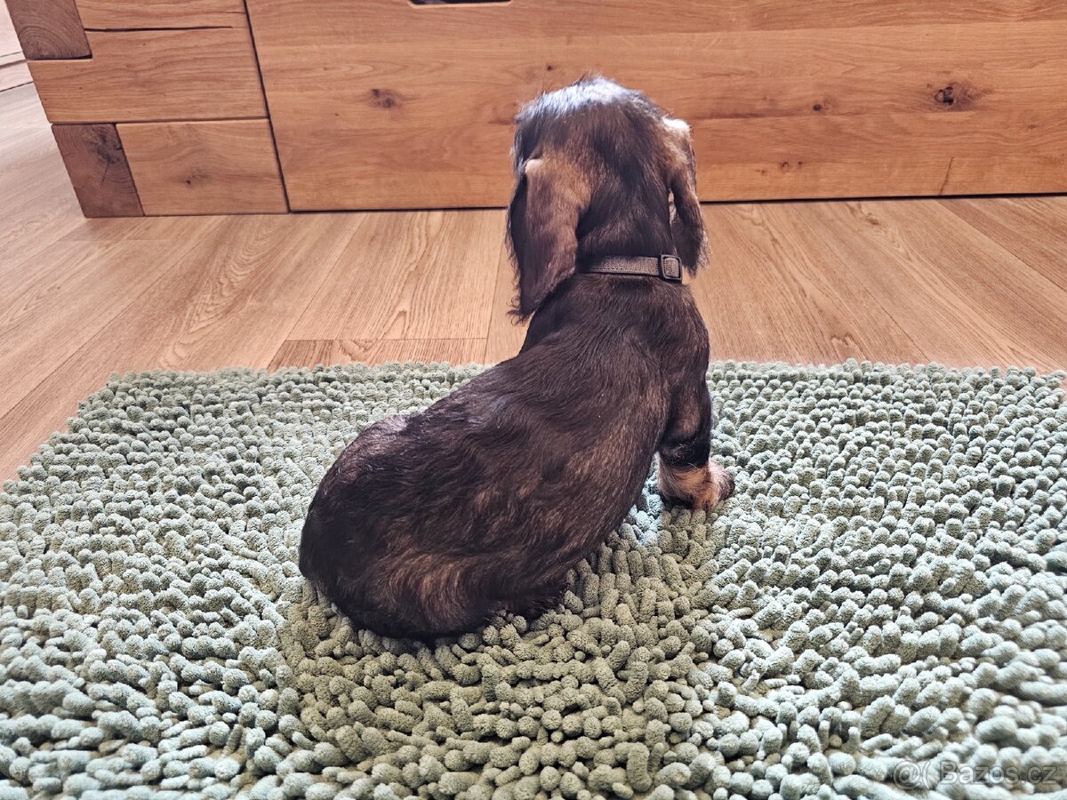 Jezevčík drsnosrstý standard POSLEDNÍ VOLNÝ PEJSEK - 6