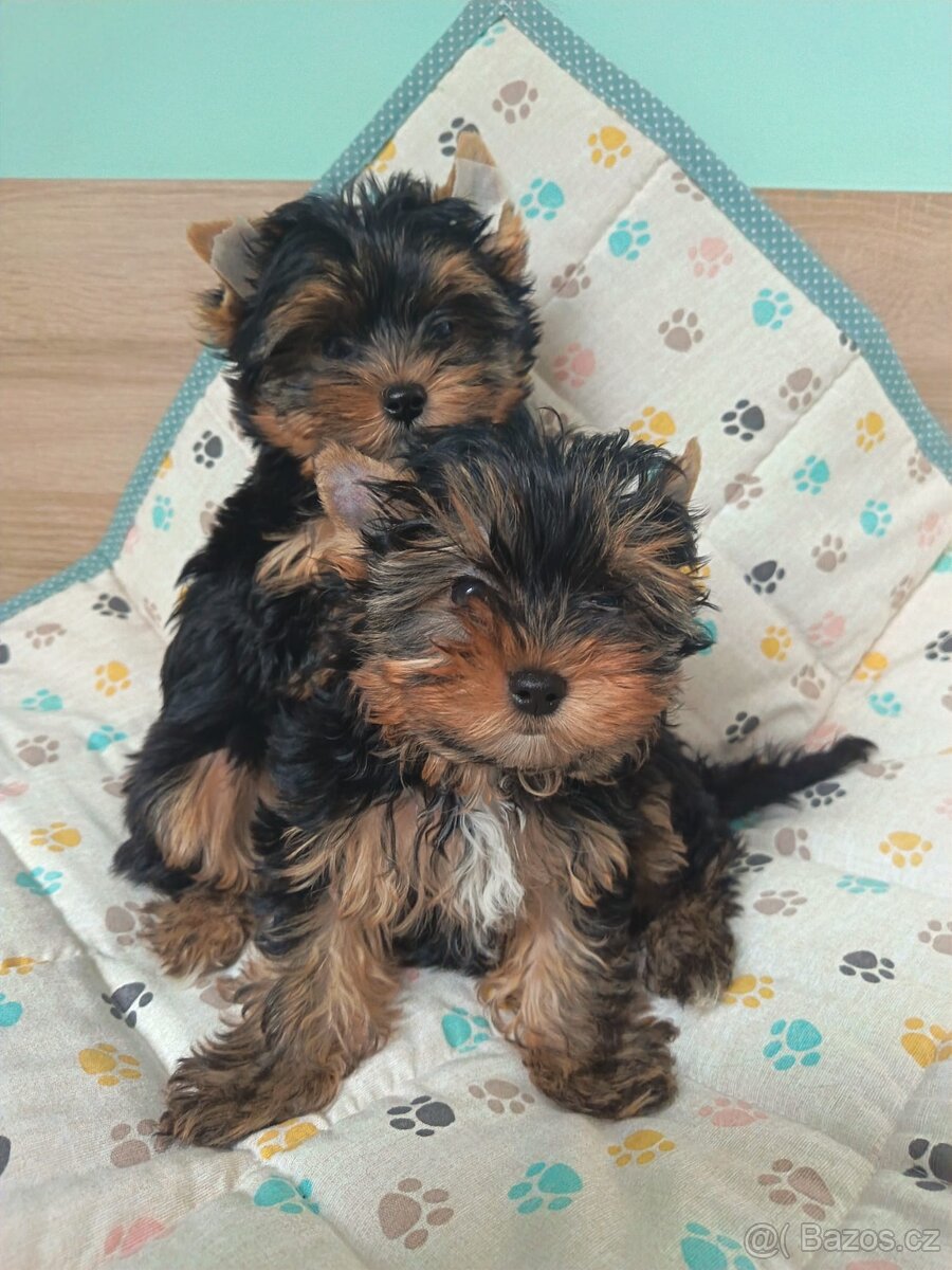 Jorkšírský teriér s PP - Spaltbiewer - 6