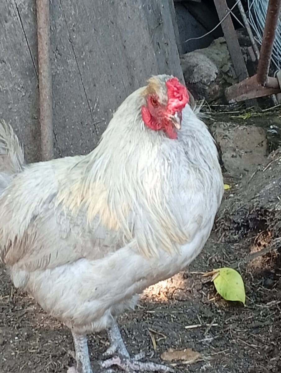 Kohout araukana levandr - 6