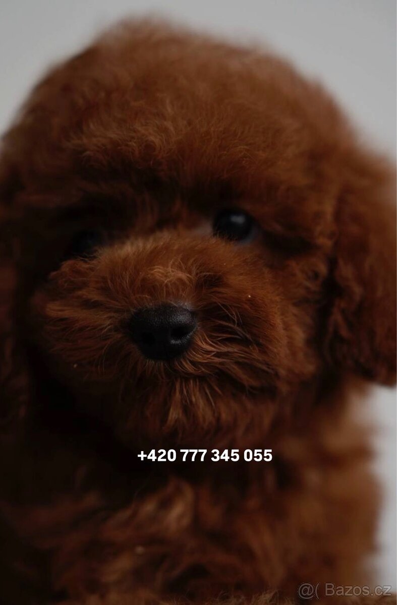 Toy pudl chlapeček Toy Poodle Red Brown boy male - 6