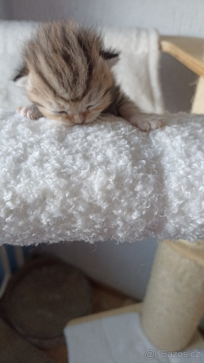 Britská whiskas koťátka s PP - 6