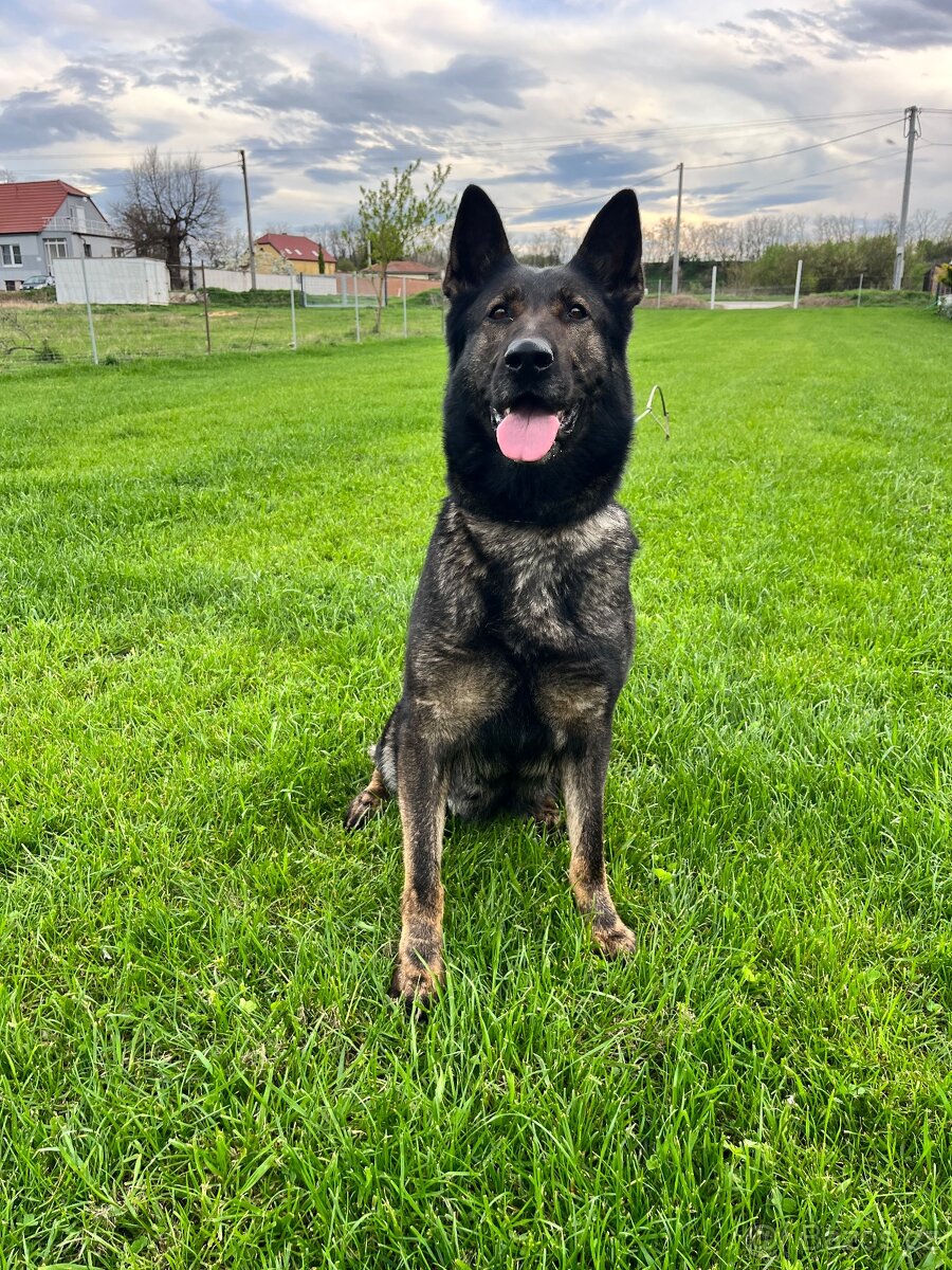 Nemecky ovčák - 6