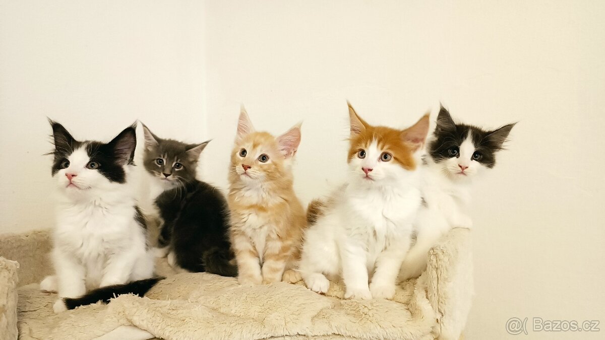 Mainská mývali bez PP - 6