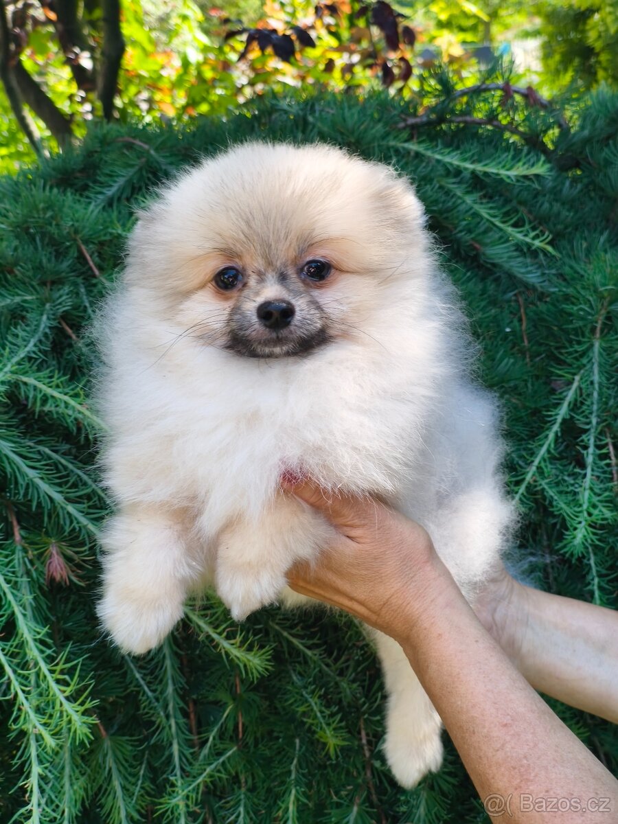 Pomeranian s pp - 6