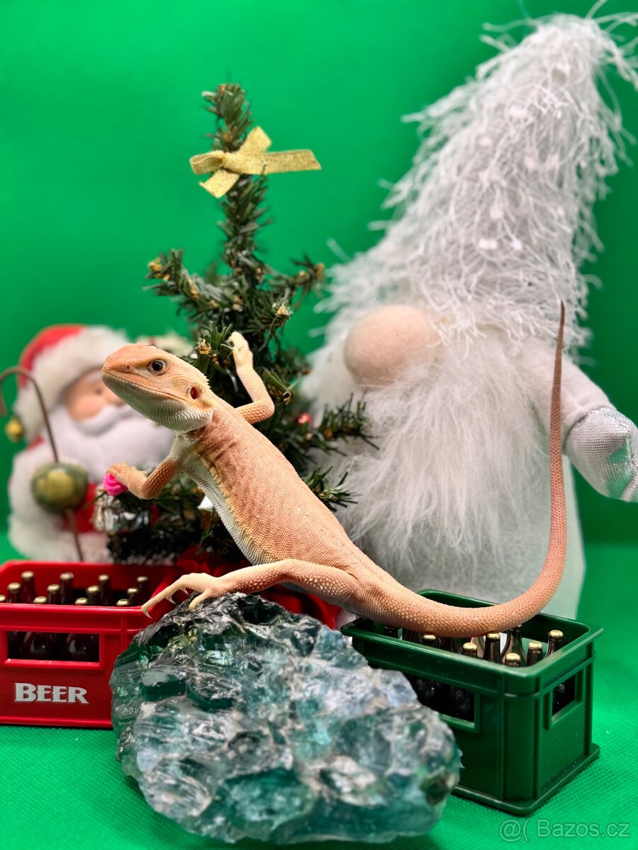 Agama Vousatá-Nejkrásnější mláďata sezóny - 6