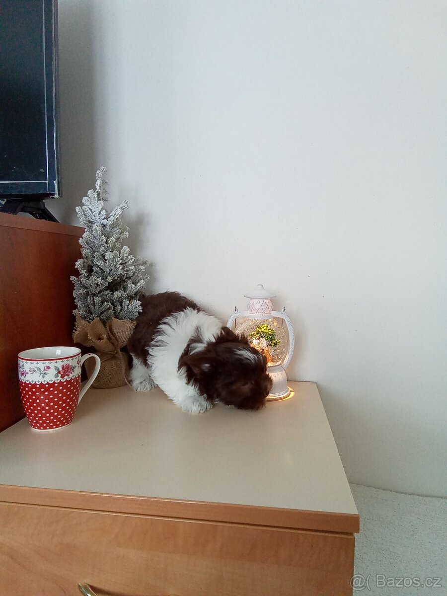 Jorkšírský teriér štěňata - 6