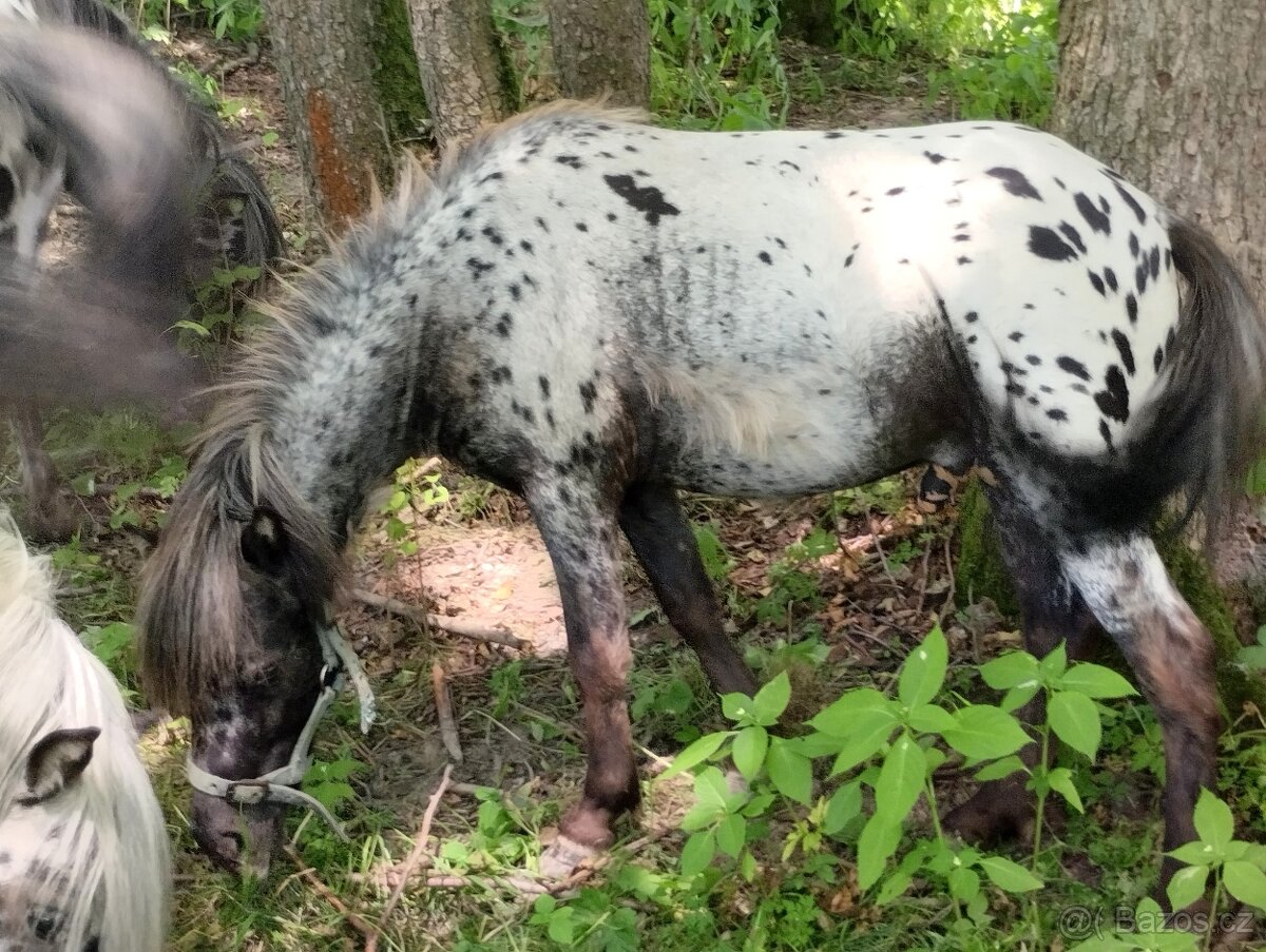 🐎Miniaturní hřebečci🐎 - 6