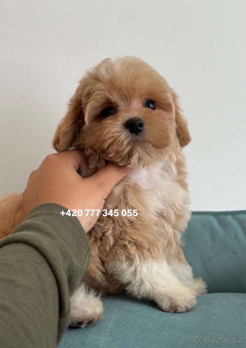 Maltipoo Caramel boy - 6