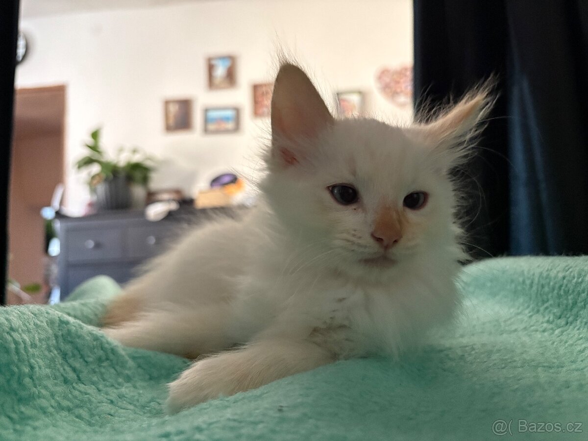 Ragdoll koťátka bez pp - 6