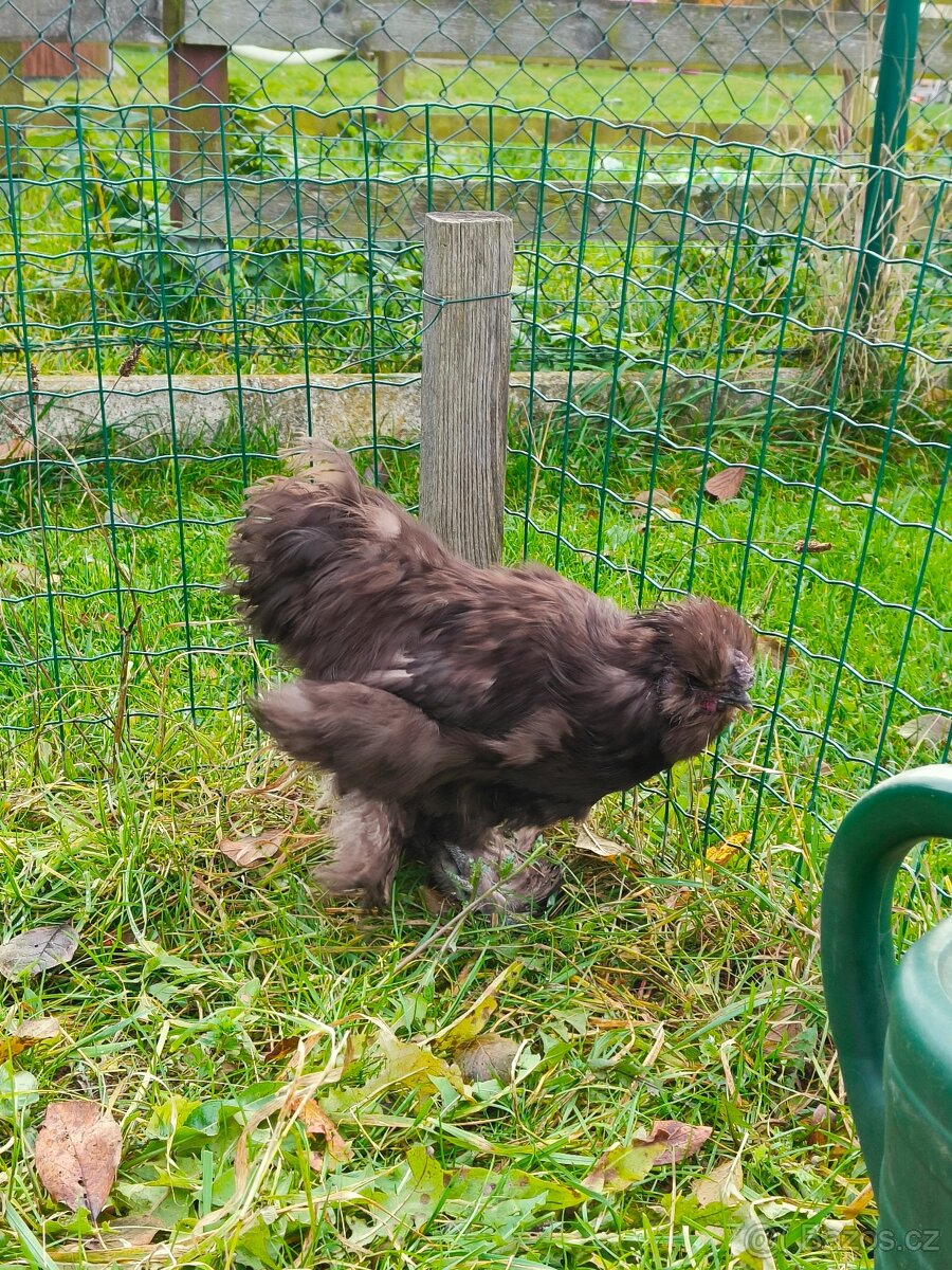 Hedvábnička zdrobnělá: kohoutek - 6