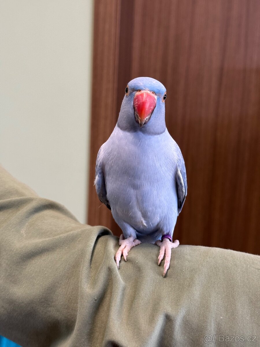 Alexandr malý krotký - 6