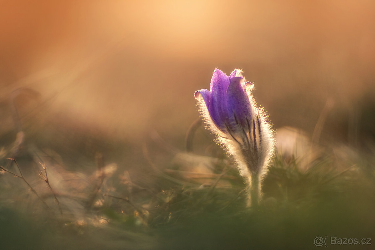 Pentacon 200/4 M42 - 6