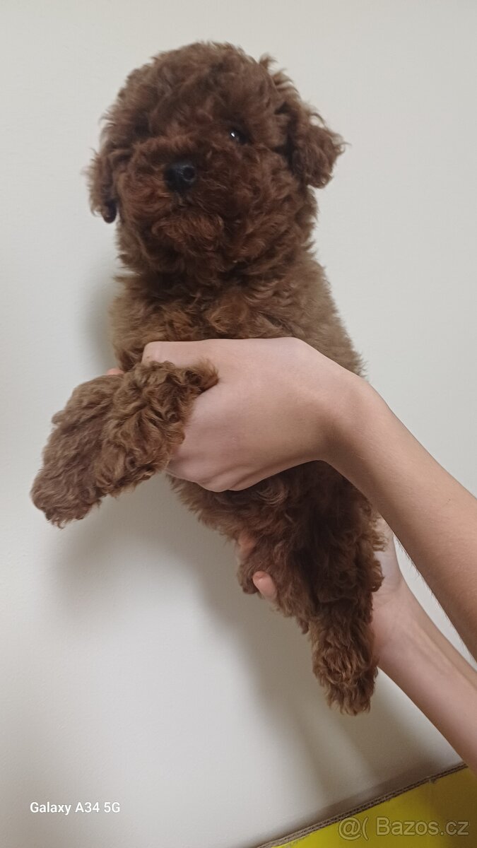 Štěňata červenohnědého toy pudla - 6