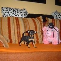 Pražský krysařík - 6