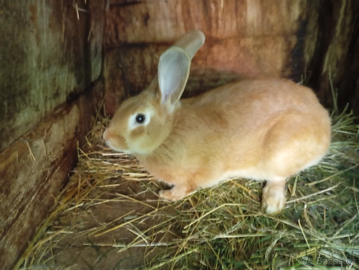 Prodám letošní mladé samice a samce na chov - 6