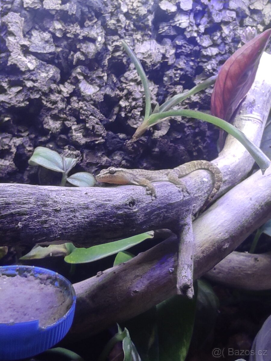 Gekon panenský terárium a 3 x samice - 6