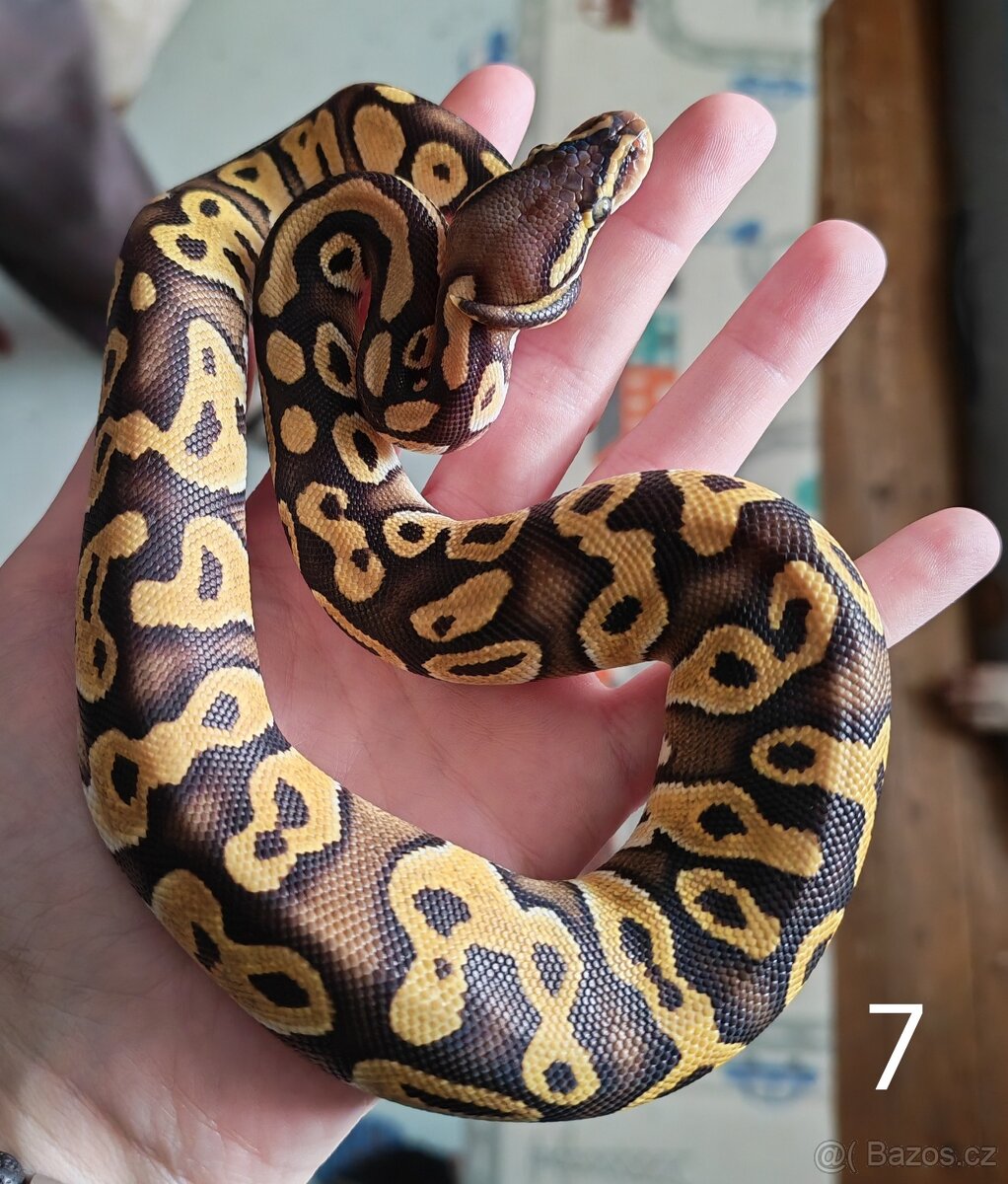 Krajta královská/python regius - 6