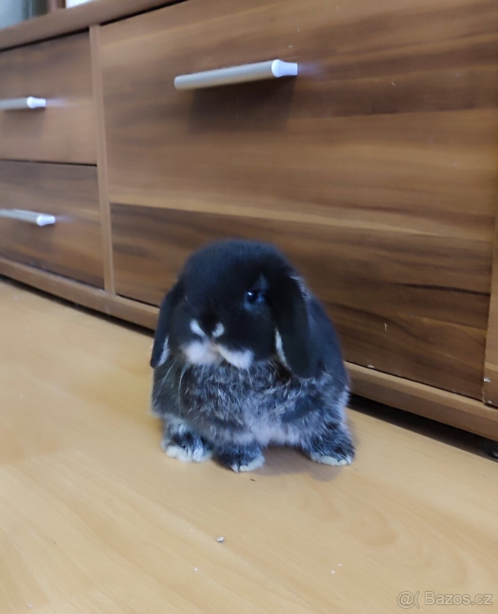 Minilop mini zakrslý beránek - 6