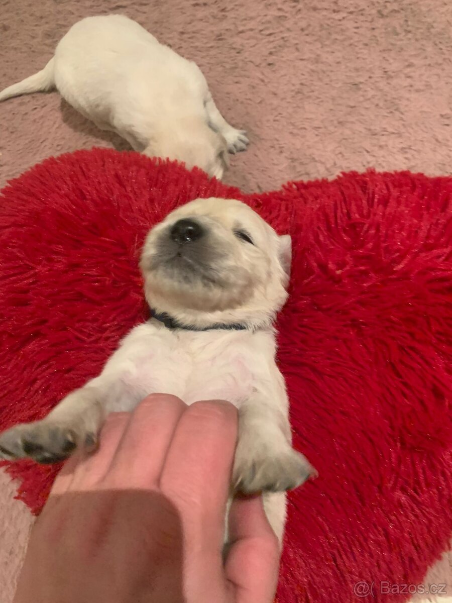 Zlatý retrívr štěňátka 🐶 - 6