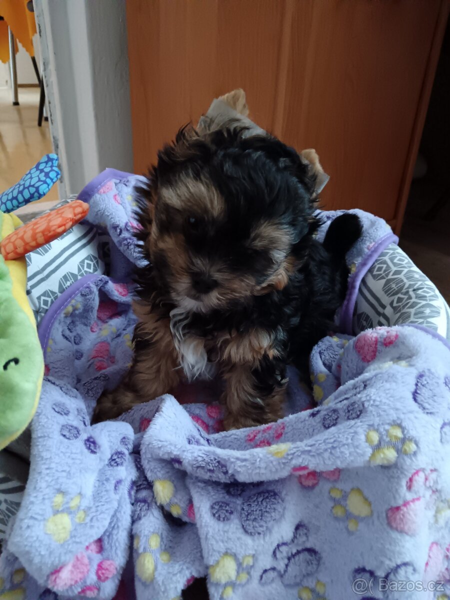 Jorkšírský teriér -štenátko - 6